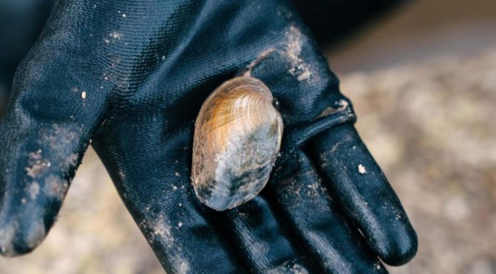 Salvan a 1.300 almejas de agua dulce que están en peligro de extinción tras las inundaciones