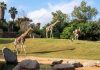 BIOPARC Valencia cumple 17 años como referente de ocio comprometido con la conservación