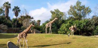 BIOPARC Valencia cumple 17 años como referente de ocio comprometido con la conservación