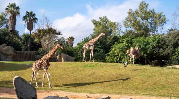 Bioparc Valencia cumple 17 años como referente de ocio comprometido con la conservación BIOPARC Valencia cumple 17 años como referente de ocio comprometido con la conservación