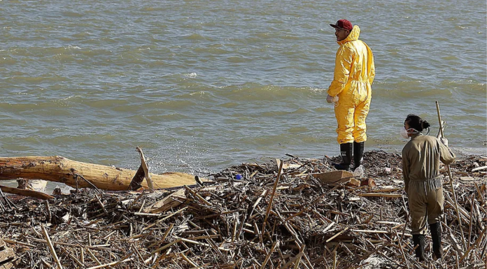 Se confirma el origen de los huesos encontrados en la playa del Perellonet