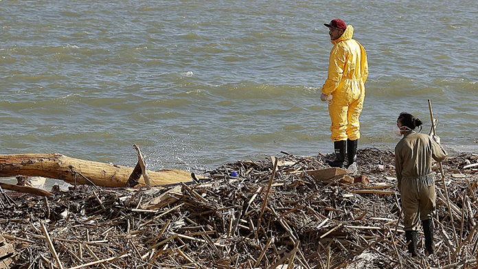 Se confirma el origen de los huesos encontrados en la playa del Perellonet