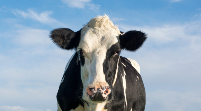 Un ganadero fallece tras intentar violar a una vaca Un ganadero fallece tras intentar violar a una vaca
