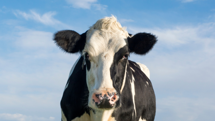 Un ganadero fallece tras intentar violar a una vaca