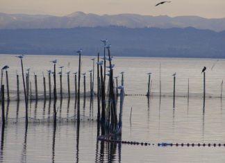 2025 será el año de la recuperación de la Albufera