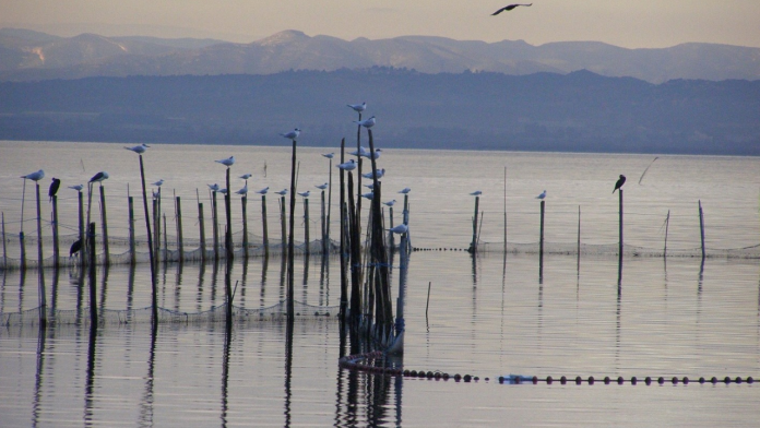 2025 será el año de la recuperación de la Albufera