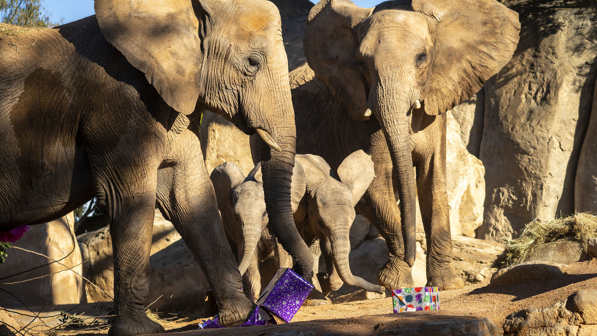 Los elefantes disfrutan el momento de abrir sus regalos. Imagen: Bioparc