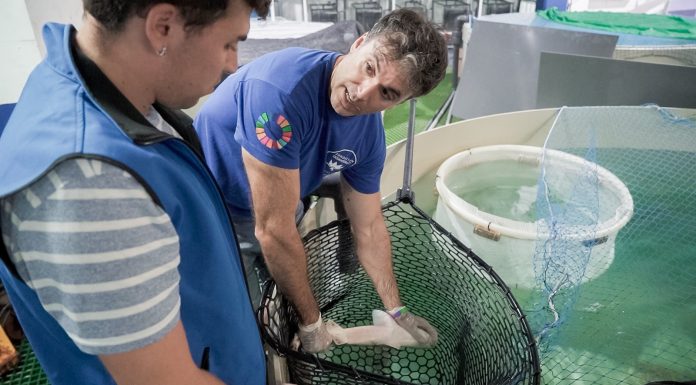 Un estudio pionero busca reducir la mortalidad de los tiburones de profundidad tras su captura accidental Un estudio pionero busca reducir la mortalidad de los tiburones de profundidad tras su captura accidental