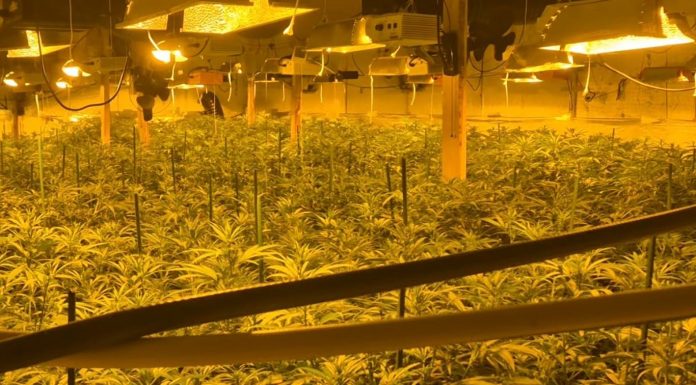 Intervienen más de 400 plantas de cannabis en la provincia de Valencia