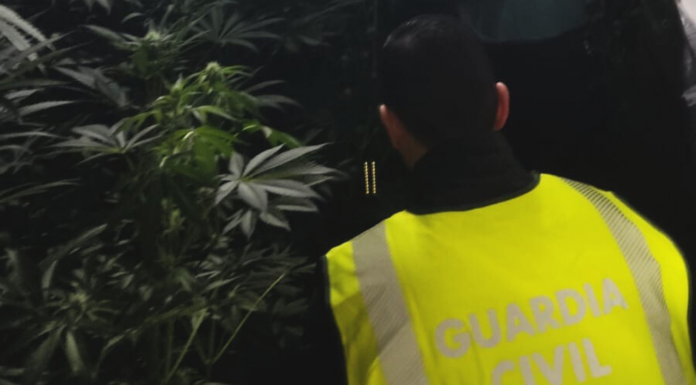 Desmantelan una plantación de más de 240 kilogramos de marihuana en Macastre Desmantelan una plantación de más de 240 kilogramos de marihuana en Macastre