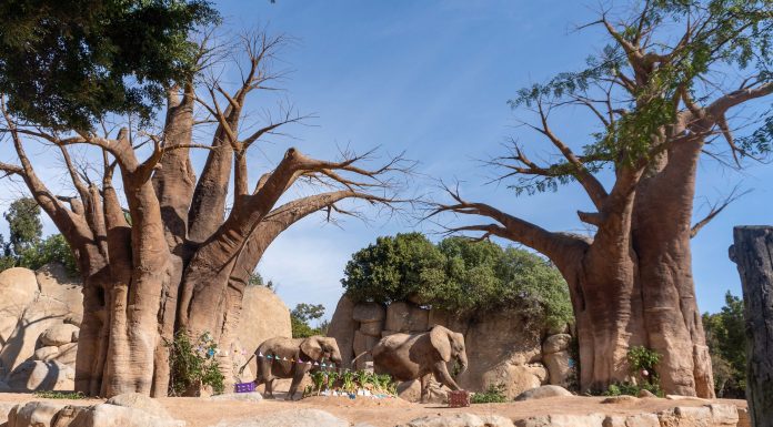 Bioparc celebra su 17º Aniversario con un fin de semana de actividades especiales y descuentos Bioparc celebra su 17º Aniversario con un fin de semana de actividades especiales y descuentos