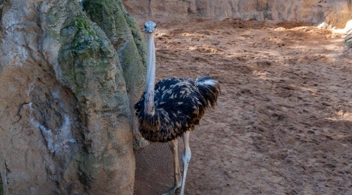 Bioparc Valencia recibe un macho de un peculiar avestruz en peligro crítico de extinción