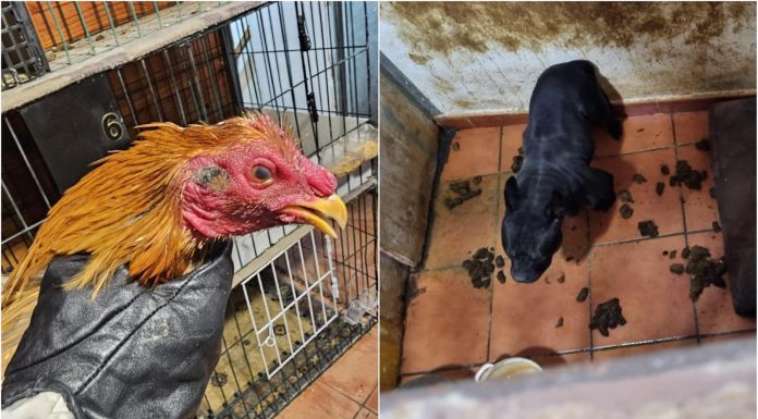 Desmantelan un criadero de perros y gallos de pelea en una vivienda de Valencia