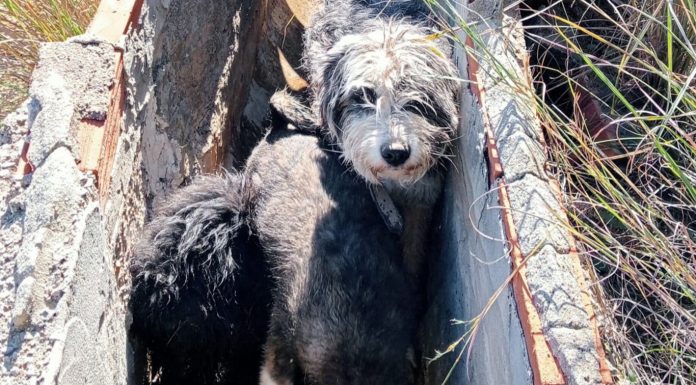 Rescatan a dos perros atrapados en una acequia de Benaguassil