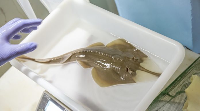 Nace el primer pez guitarra en el Oceanogràfic, una especie en peligro crítico de extinción Nacimiento del pez guitarra en Oceanogràfic