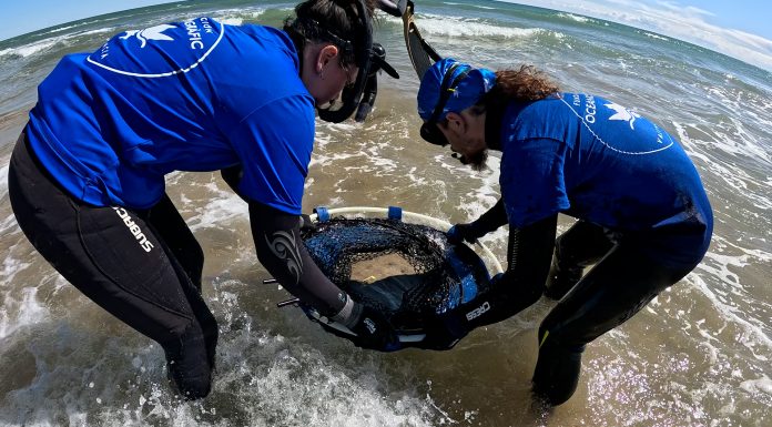Una raya rescatada regresa al mar tras recuperarse en el Oceanogràfic Una raya recatada regresa al mar tras recuperarse en el Oceanogràfic