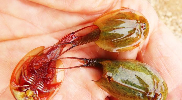 La Comunitat Valenciana acoge a la especie viva más antigua de la Tierra