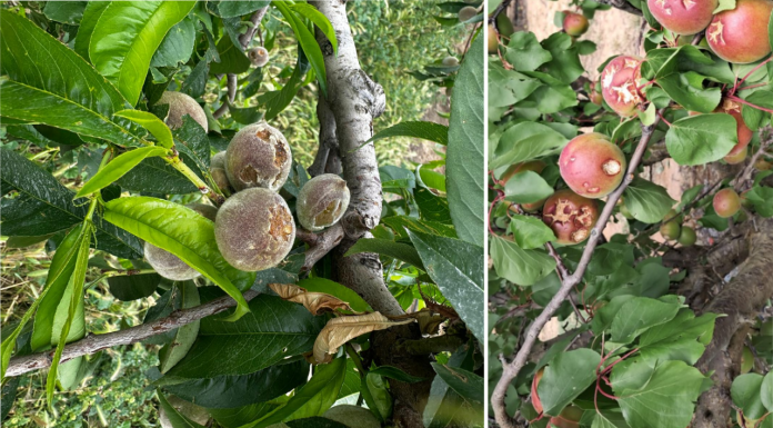Agroseguro recibe 80.000 hectáreas agrícolas siniestradas por pedrisco en los primeros días de mayo Agroseguro recibe 80.000 hectáreas agrícolas siniestradas por pedrisco en los primeros días de mayo