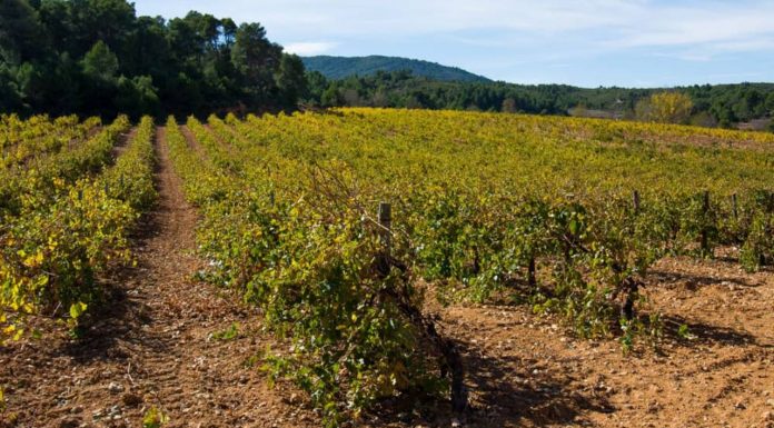El vino que renació del barro: una historia de supervivencia y amor por la tierra valenciana tras la catástrofe de la DANA