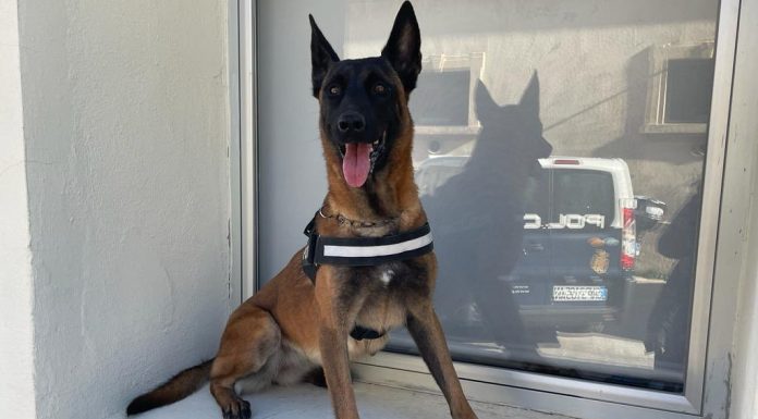 El agente canino #K9 detecta cocaína que vendía un joven en el Jardín del Turia