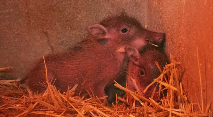 Nacen dos facóqueros en Bioparc, el conocido ‘Pumba’ de ‘El Rey León’ Nacen dos facóqueros en Bioparc, el conocido 'Pumba' de 'El Rey León'