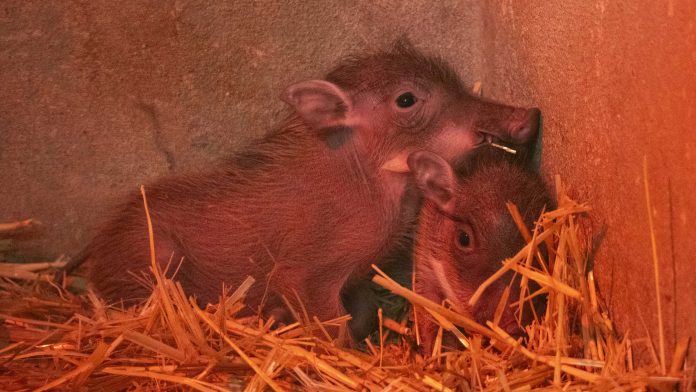 7televalencia-pumba-bioparc Nacen dos facóqueros en Bioparc, el conocido 'Pumba' de 'El Rey León'