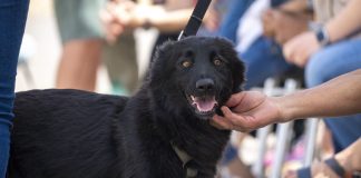 Bioparc ultima una nueva edición especial DANA del desfile