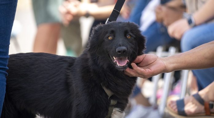 Bioparc ultima una nueva edición especial DANA del Desfile de perros AUPA y Fundación Bioparc Bioparc ultima una nueva edición especial DANA del desfile
