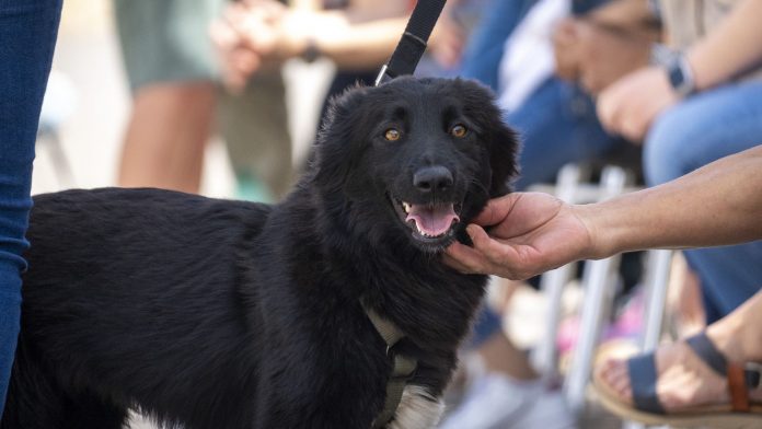 Bioparc ultima una nueva edición especial DANA del desfile