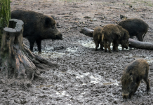 El jabalí se convierte en plaga y amenaza a más de 400 municipios valencianos