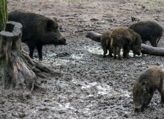 El jabalí se convierte en plaga y amenaza a más de 400 municipios valencianos