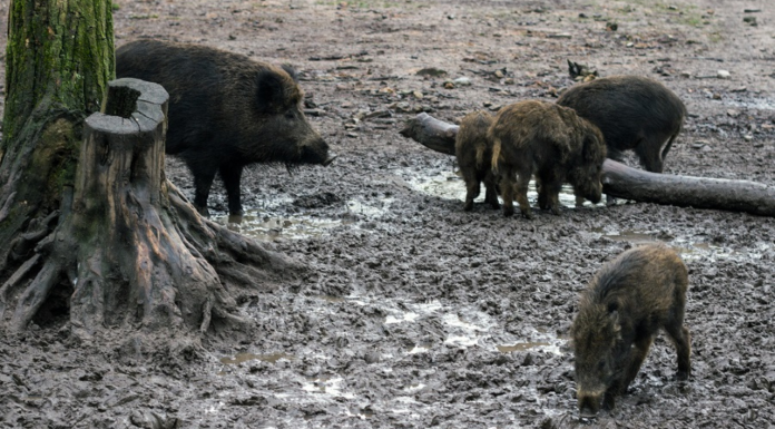 Preocupación vecinal en La Patacona: varios jabalíes recorren las zonas urbanas El jabalí se convierte en plaga y amenaza a más de 400 municipios valencianos
