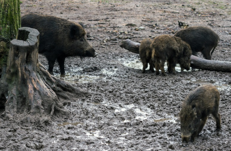 El jabalí se convierte en plaga y amenaza a más de 400 municipios valencianos