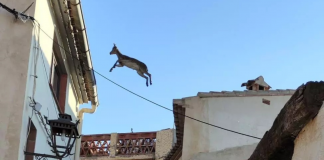 La población que ha sido invadida por las "cabras voladoras"