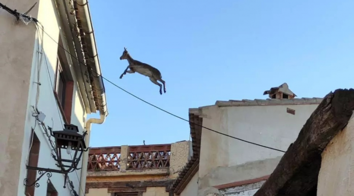 El vídeo que arrasa en redes sociales: cabras voladoras en un municipio valenciano La población que ha sido invadida por las "cabras voladoras"