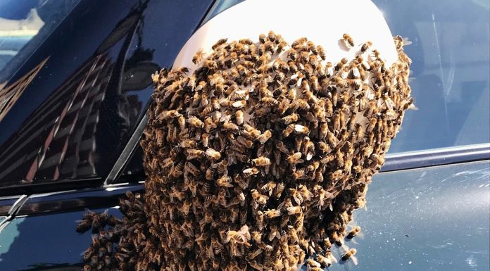 Retiran un enjambre de abejas de un espejo retrovisor en una calle de Valencia