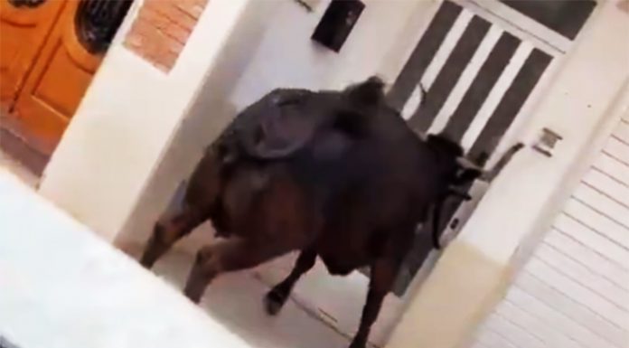 Una vaca entra en una casa de Cullera