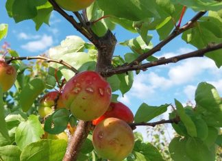 Agroseguro inicia el pago de indemnizaciones a productores frutales de 15 millones de euros