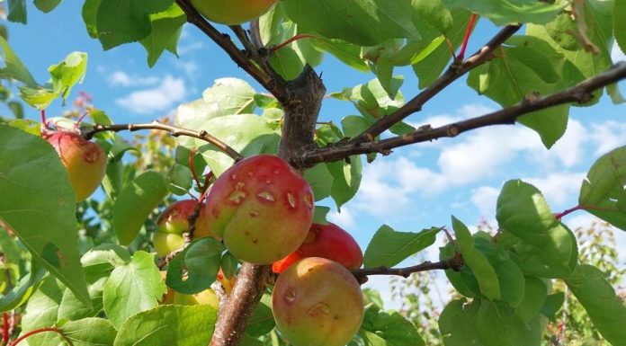 Agroseguro inicia el pago de indemnizaciones a productores frutales de 15 millones de euros Agroseguro inicia el pago de indemnizaciones a productores frutales de 15 millones de euros