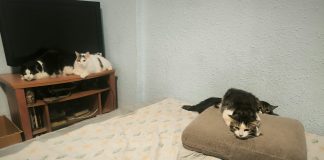 Detectan 22 gatos hacinados en un piso de Valencia