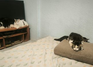 Detectan 22 gatos hacinados en un piso de Valencia