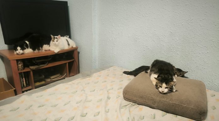 Detectan 22 gatos hacinados en un piso de Valencia: olores, suciedad y una dueña reincidente Detectan 22 gatos hacinados en un piso de Valencia