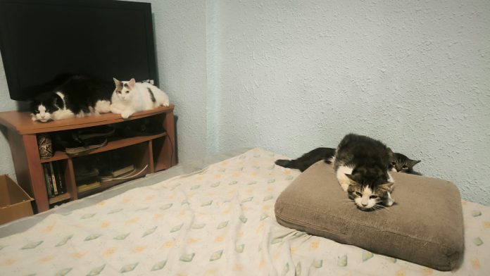 7televalencia-retirada-gatos Detectan 22 gatos hacinados en un piso de Valencia