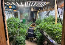 Desmantelan una plantación de 425 plantas de marihuana en Náquera