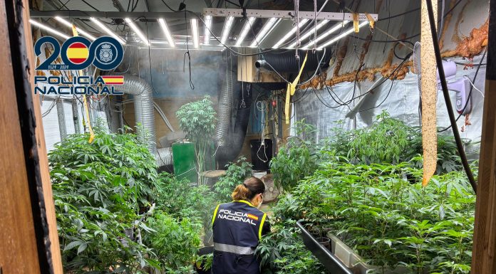 Desmantelan una plantación de 425 plantas de marihuana en Náquera