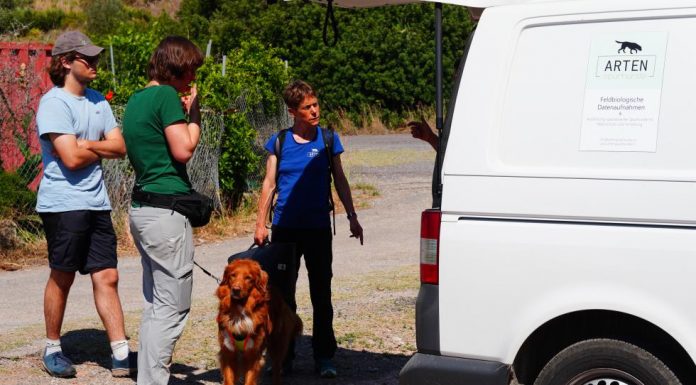 Así son los perros rastreadores que detectan la presencia de especies invasoras de galápagos