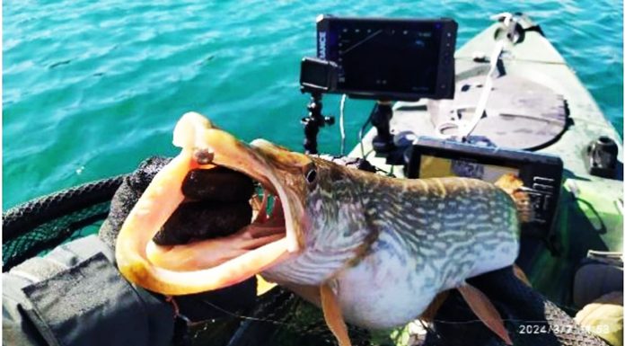 Identifican cerca de 24.000 peces mediante un nuevo sistema a tiempo real con ecosondas en 3D