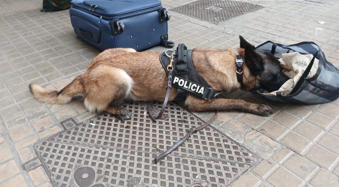 Detienen en la Avenida del Oeste a un conductor con efectos de 5 drogas diferentes