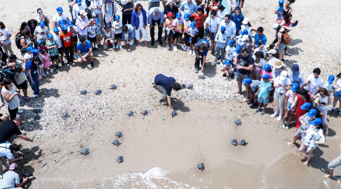 La Fundación Oceanogràfic suelta 21 tortugas en la playa del Saler Suelta de tortugas en El Saler