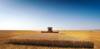 El 15 de junio termina el plazo para asegurar la cosecha de cereales de invierno frente al pedrisco